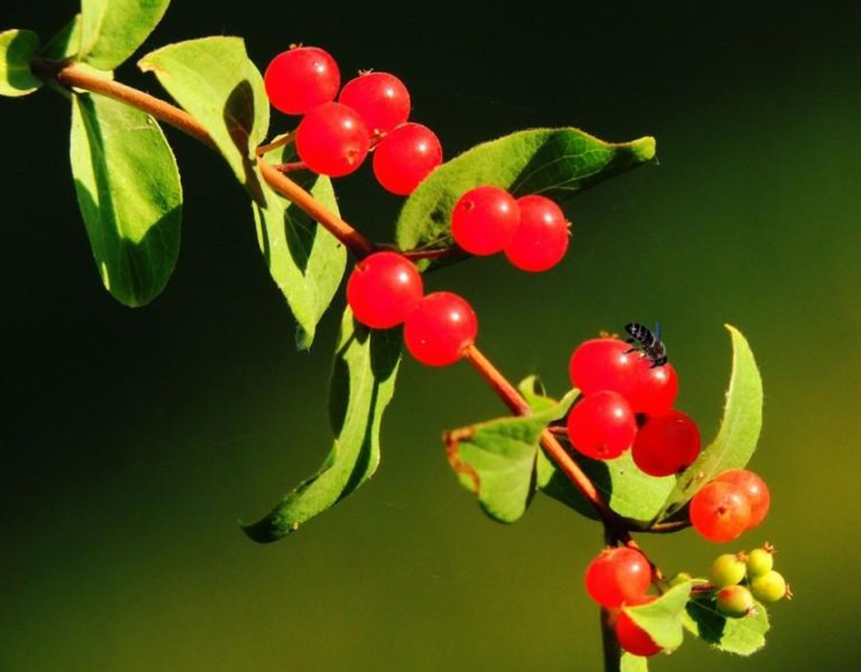 【沙棘科(kē)普】沙棘——世界上最完美的植物